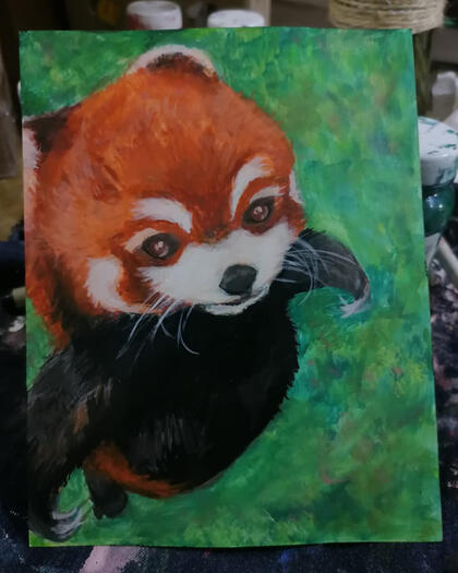 Panda Rojo